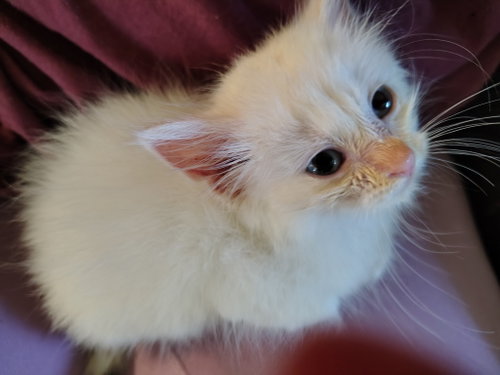 Perch, Siamese / Ragdoll / Mixed