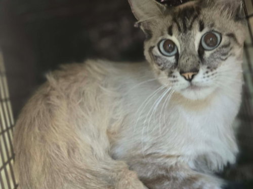 Tenor, a cat for adoption from Siamese Oriental Snowshoe Cat Rescue and Rehoming