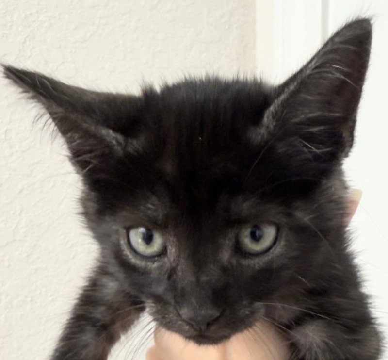 Night Rider, a male Maine Coon kitten up for adoption
