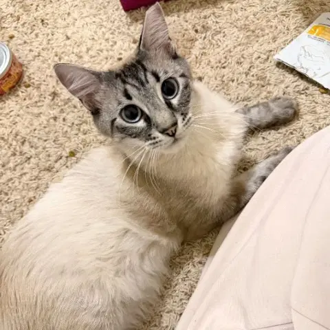 Soprano - Siamese