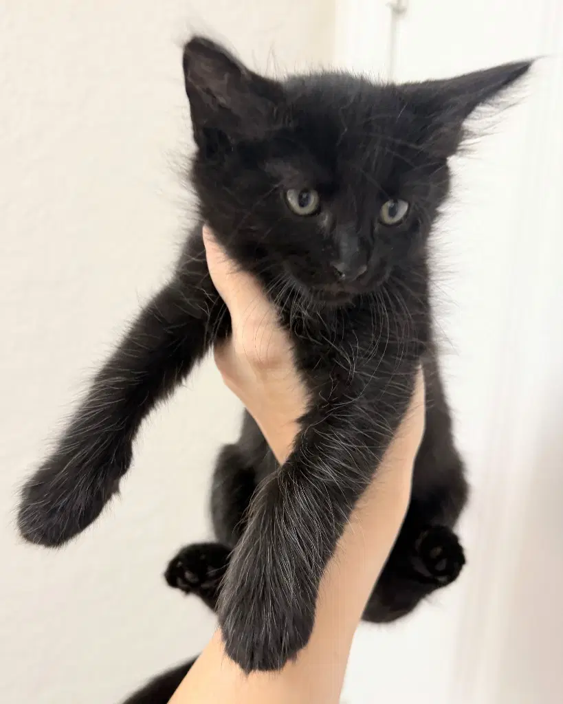 Starlette - Maine Coon