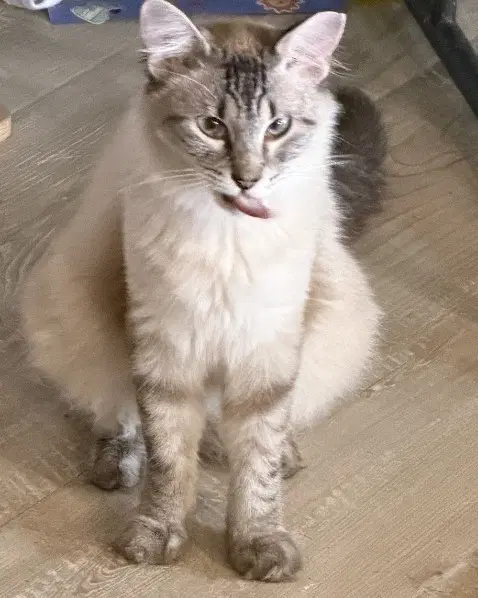 Tenor - Siamese