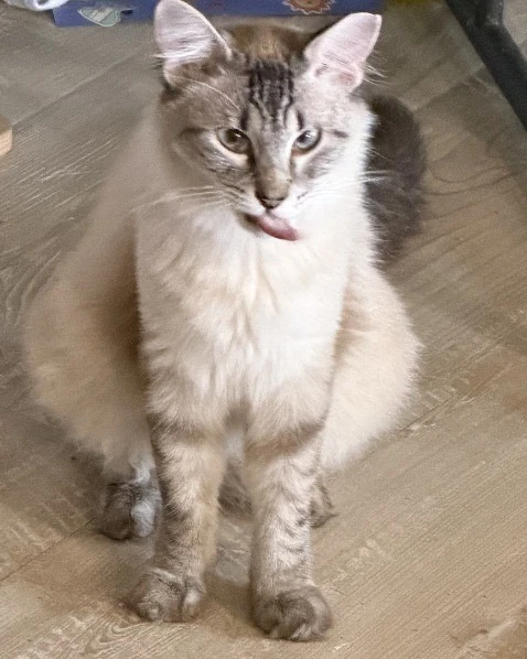 Tenor