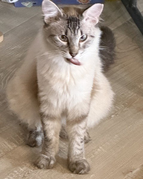 Tenor, a cat for adoption from Siamese Oriental Snowshoe Cat Rescue and Rehoming