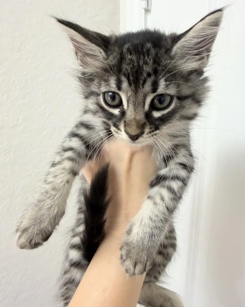 Tiger Lilly - Maine Coon