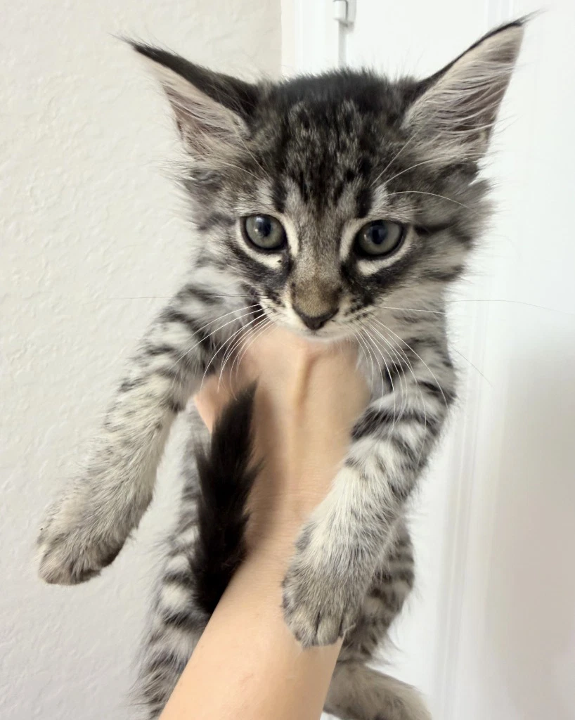 Tiger Lilly