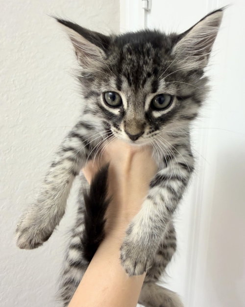 Tiger Lilly, a cat for adoption from Siamese Oriental Snowshoe Cat Rescue and Rehoming