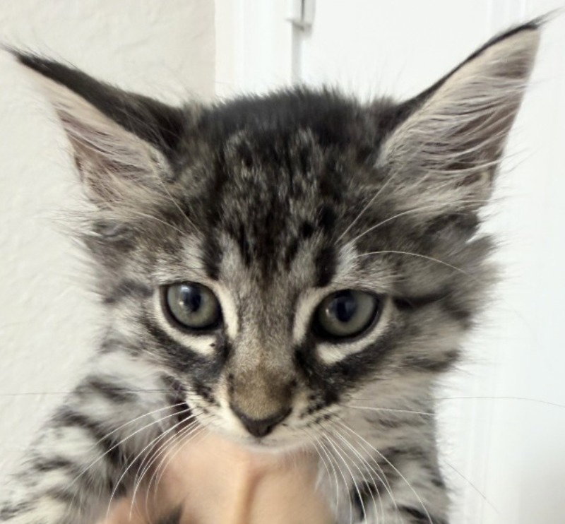 Tiger Lilly