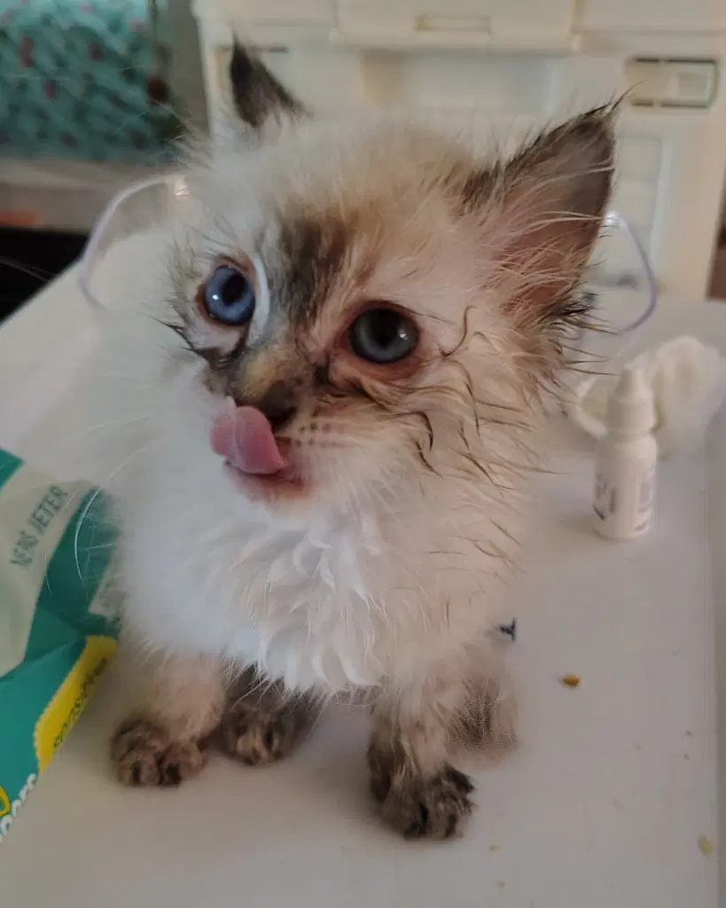 Gordo - Ragdoll