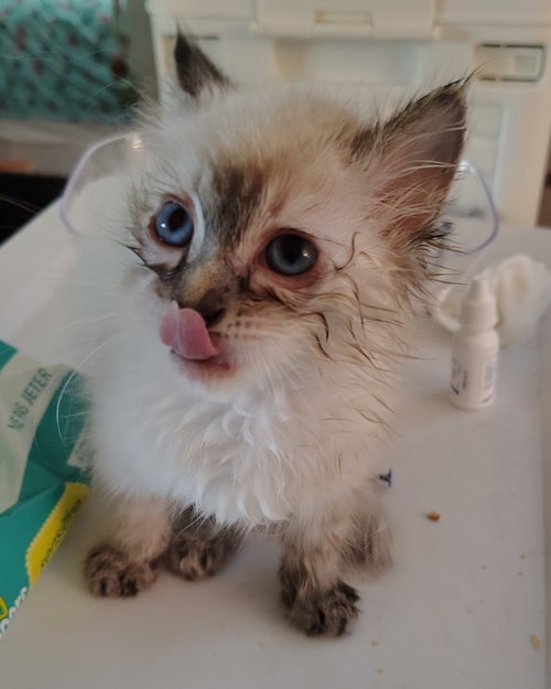 Gordo, a cat for adoption from Siamese Oriental Snowshoe Cat Rescue and Rehoming