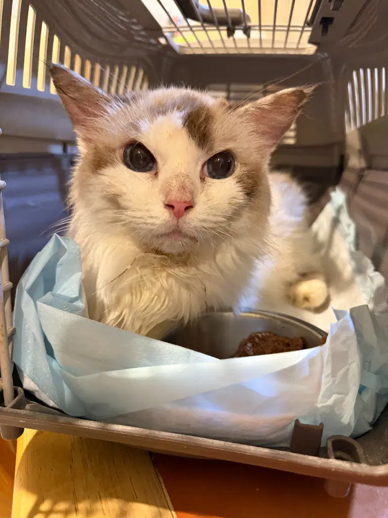 Giyna - Ragdoll