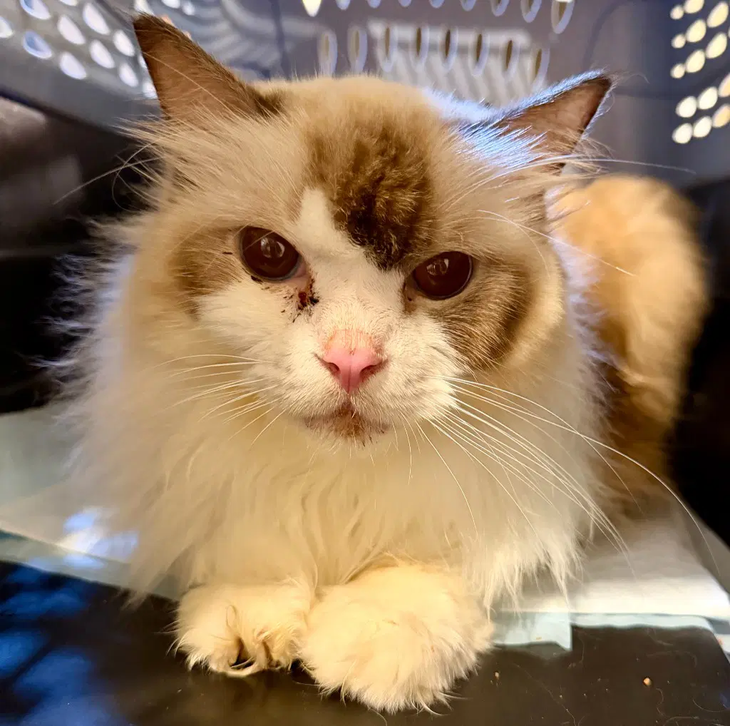 Letha - Ragdoll