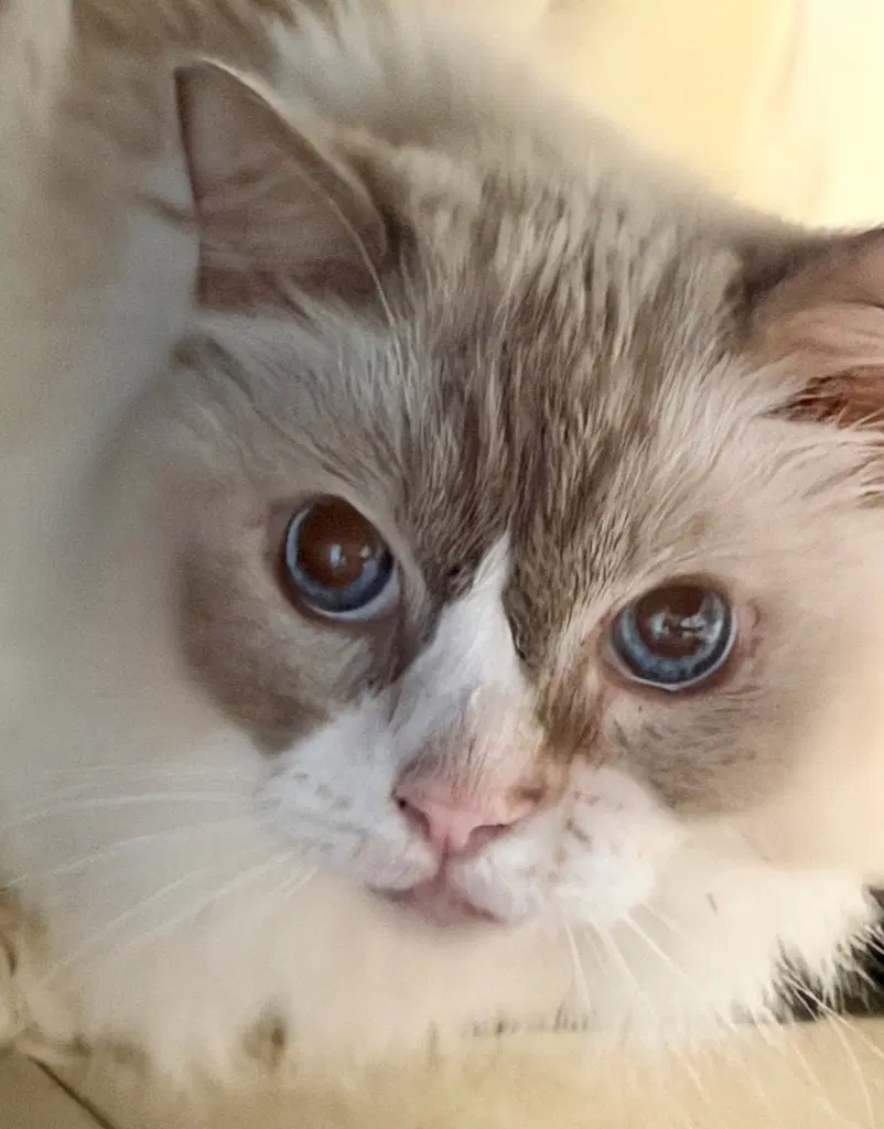 Victoria - Ragdoll