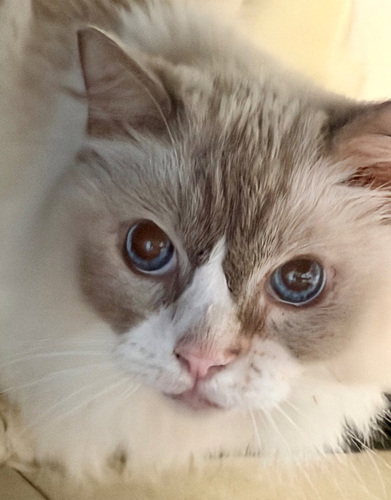 Victoria, an adult female Ragdoll cat up for adoption