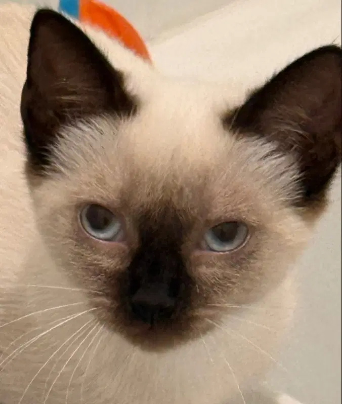 Magnolia - Siamese