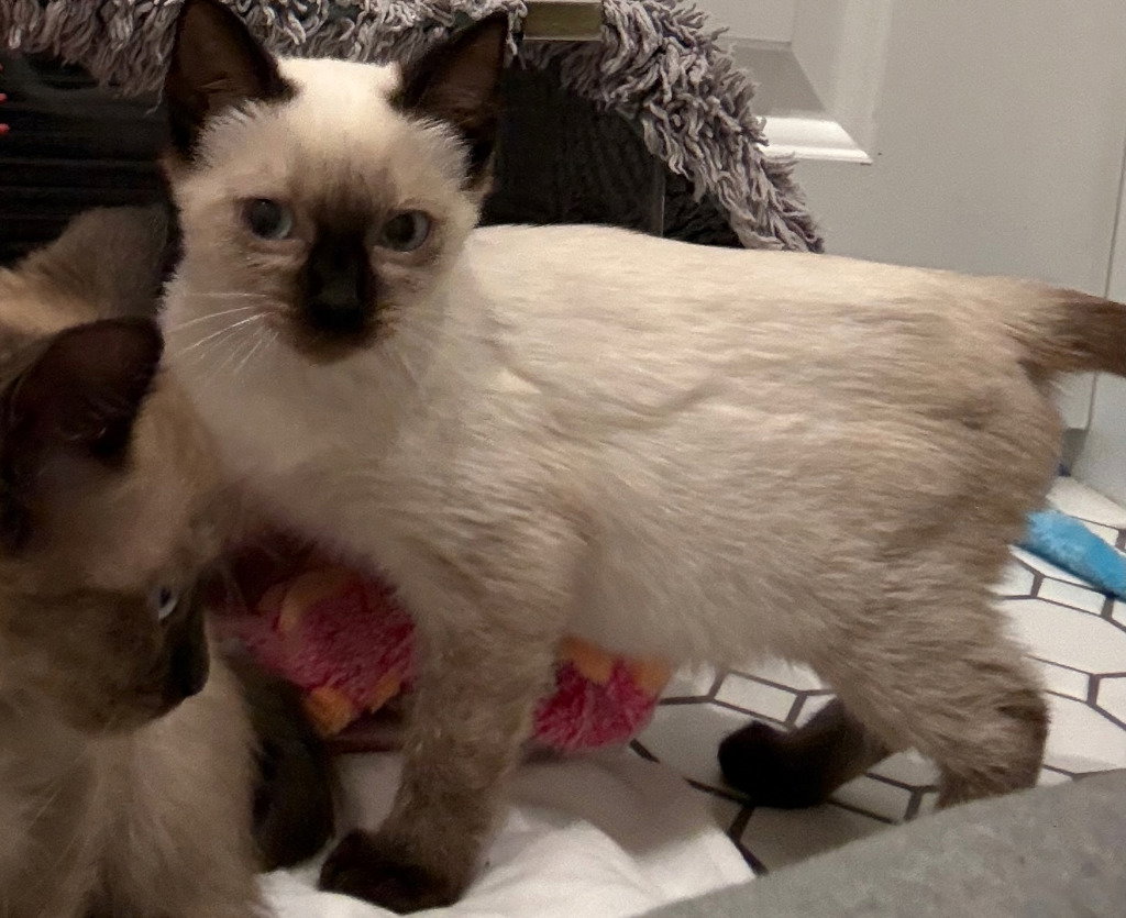 Magnolia, photo 2