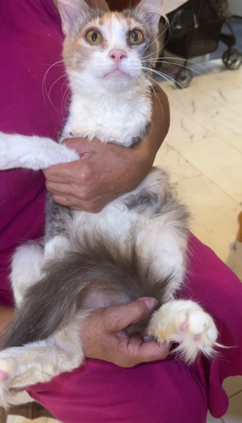 Molly Pretty in Calico, photo 2