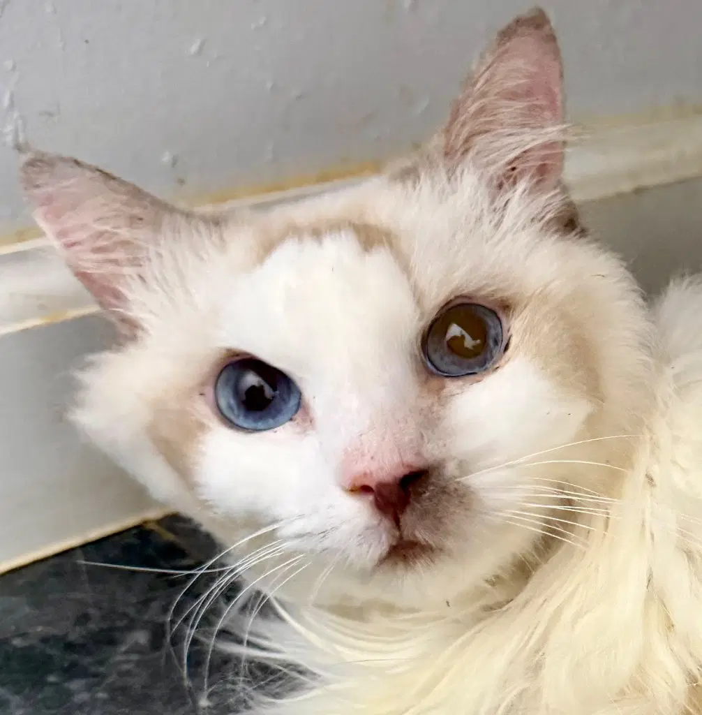 Comet - Ragdoll