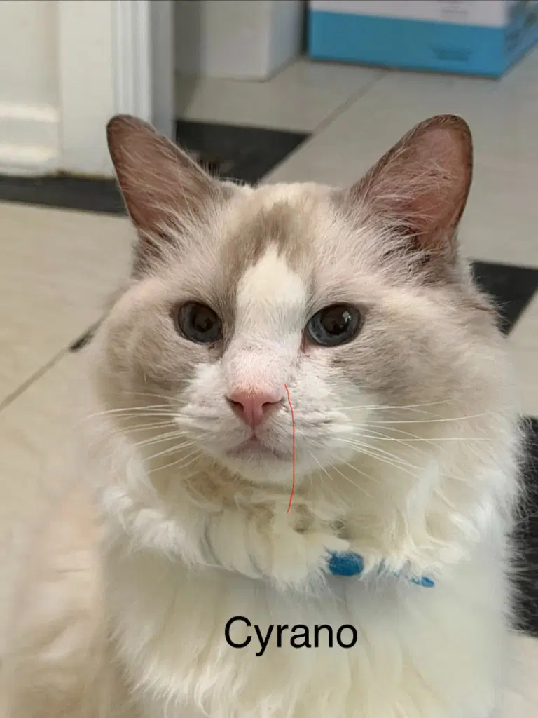Cyrano - Ragdoll