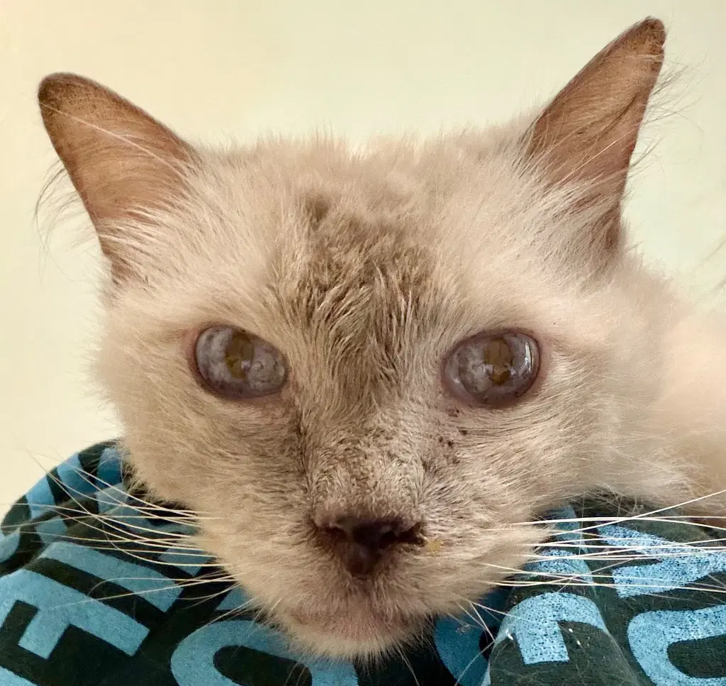 Glynn - Ragdoll