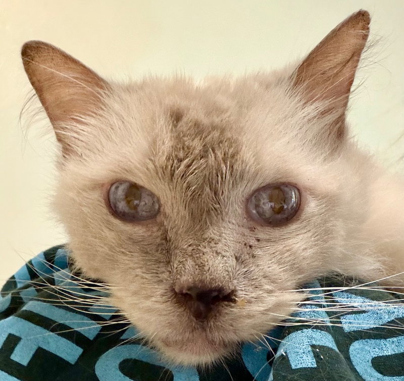 Glynn, an adult male Ragdoll cat up for adoption