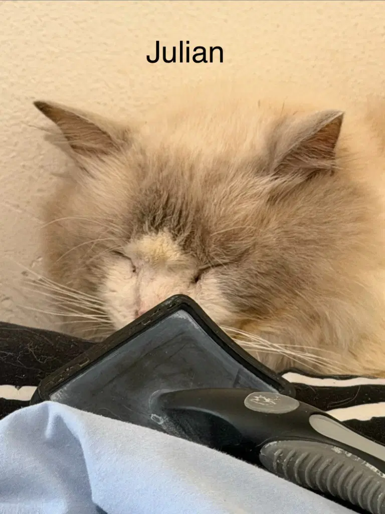 Julian - Ragdoll