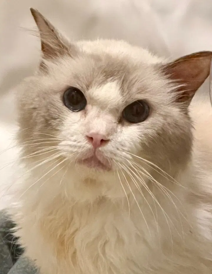 Julian - Ragdoll