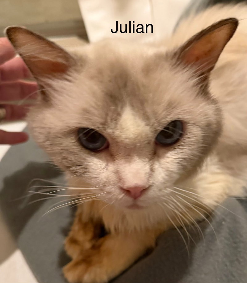 Julian, photo 4