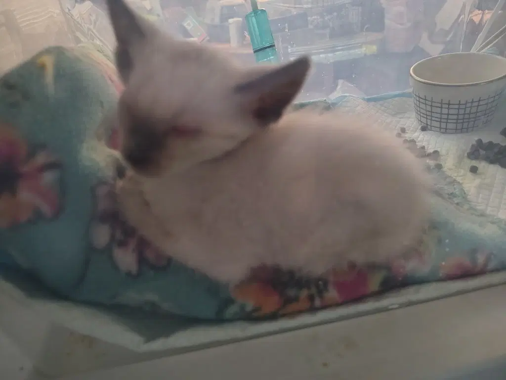 Darla image 4