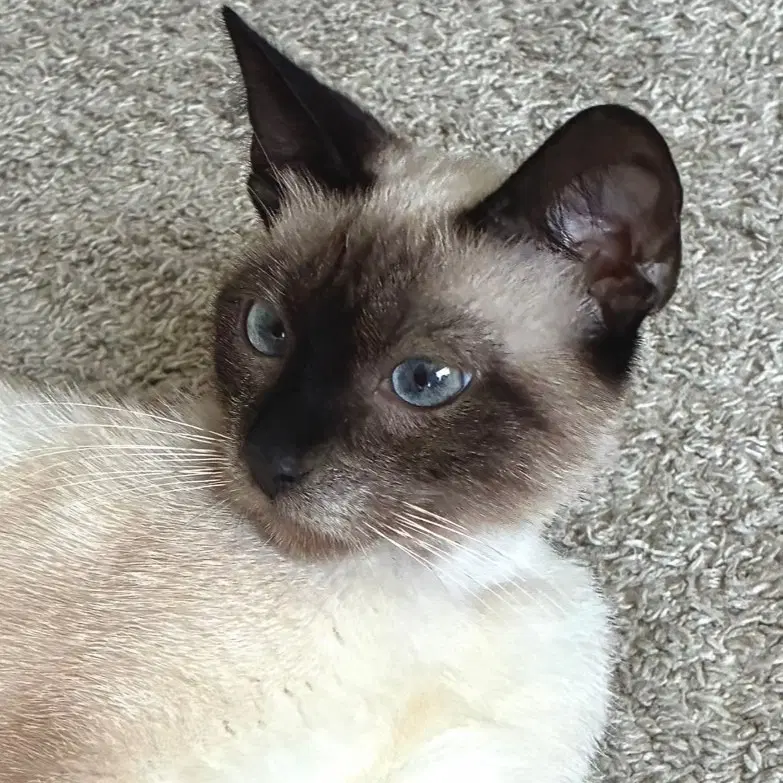 Chai - Siamese