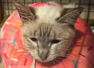 Gloria - Siamese