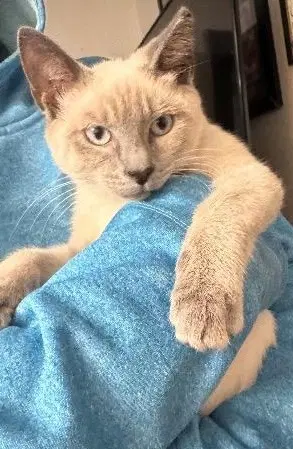 Jazzy Blanco - Siamese