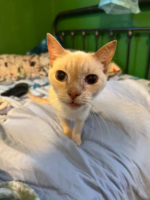 Phoenix - Siamese