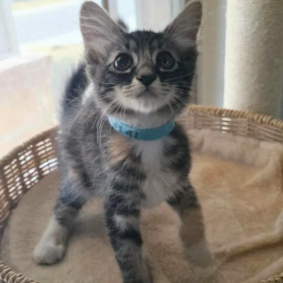 Hattie - Maine Coon