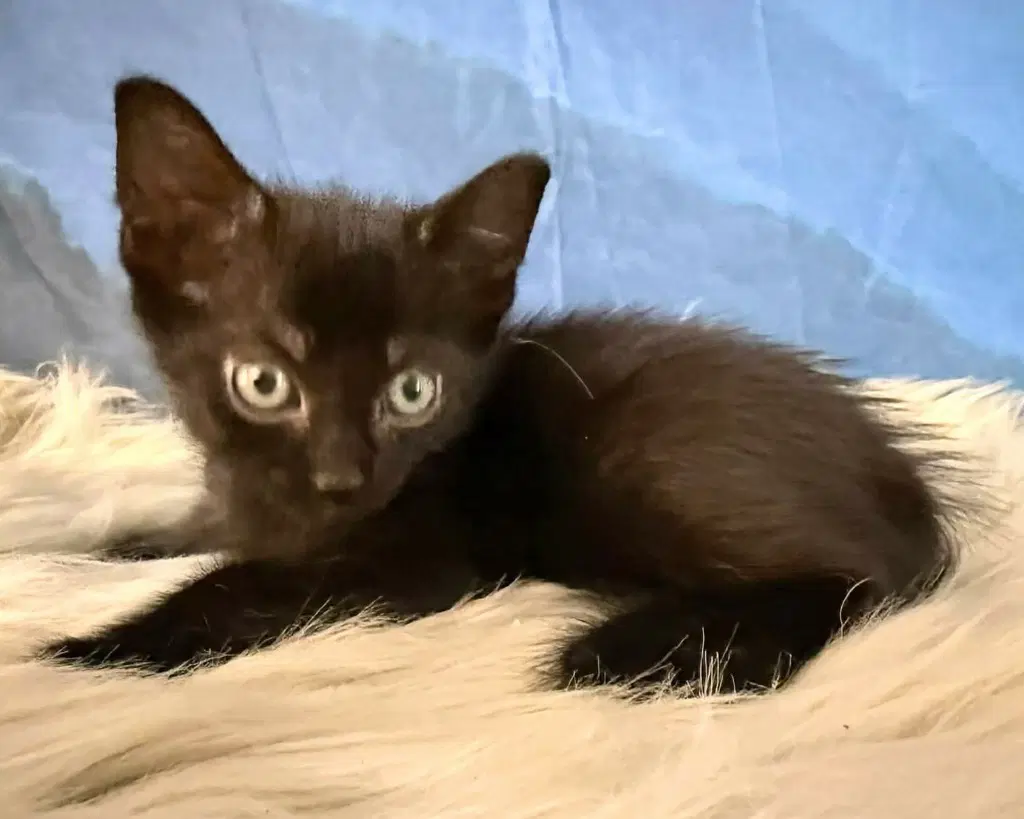 Kuro - Domestic Medium Hair