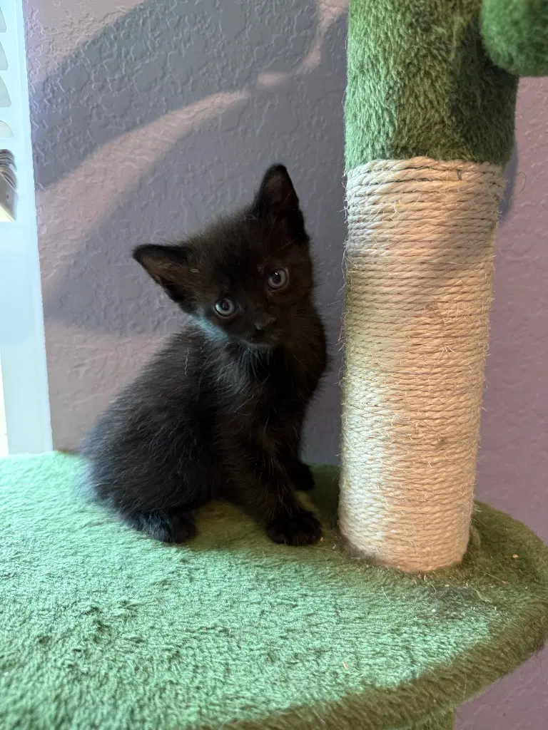 Kuro image 3