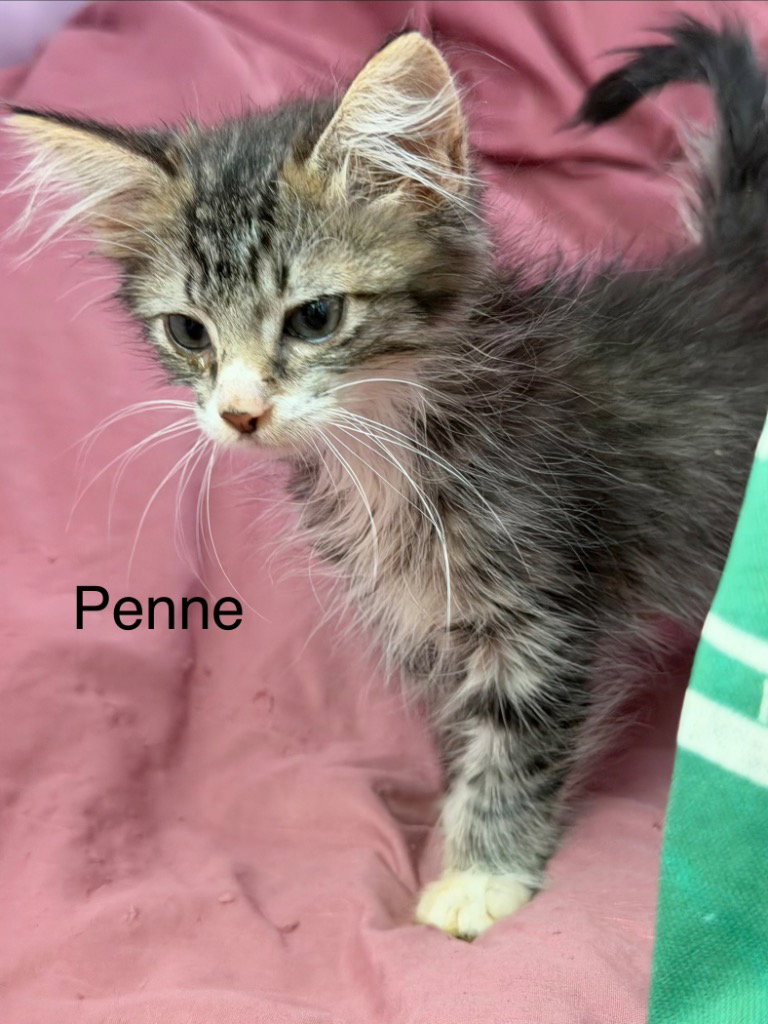 Penne