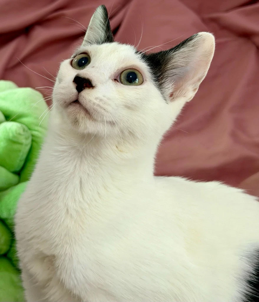Zeus