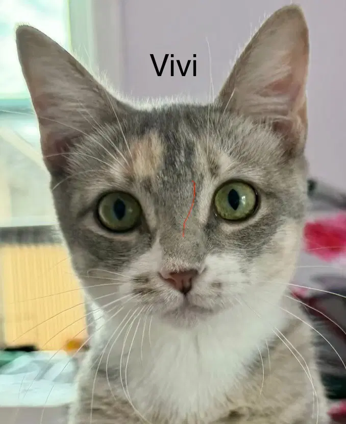 Vivi - Domestic Short Hair