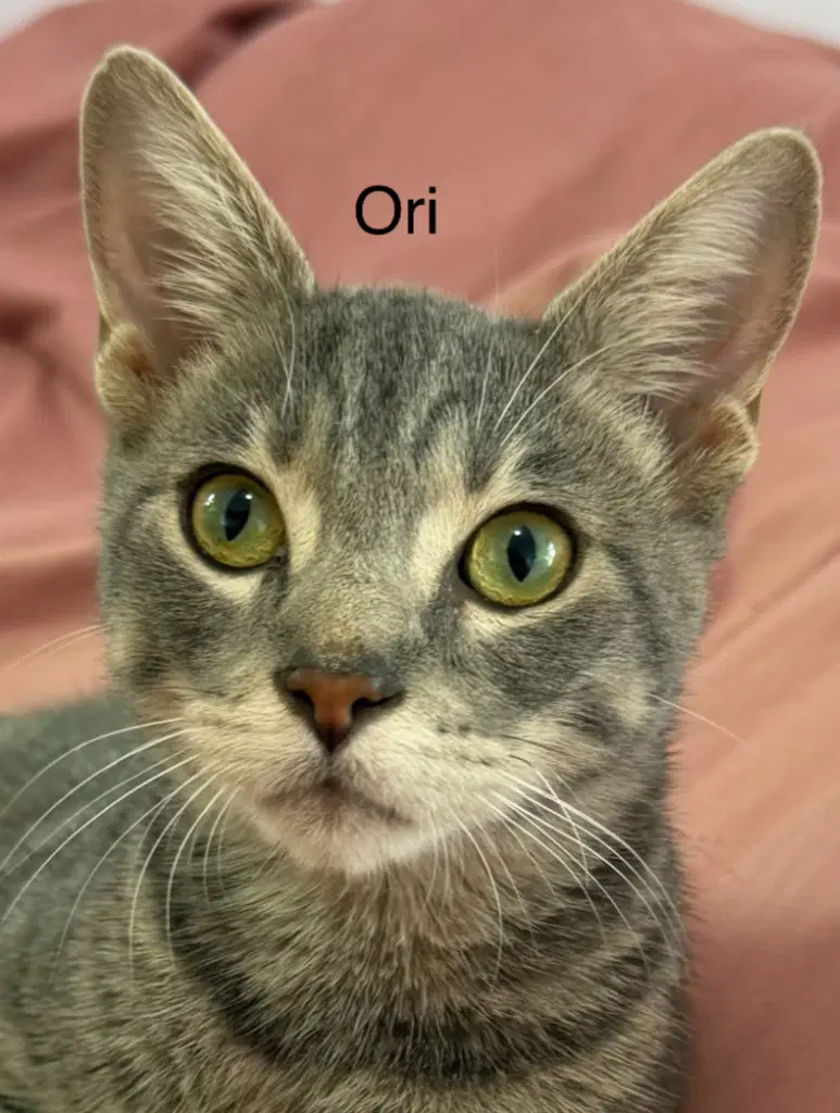Ori image 1