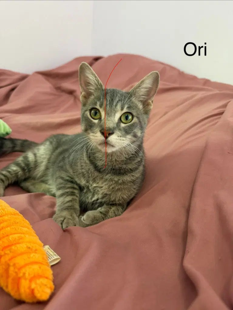 Ori image 3