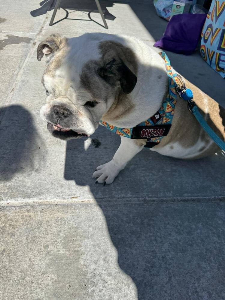 adoptable Dog in Omaha, NE named Harvey