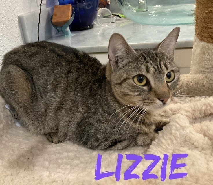 adoptable Cat in Palm Harbor, FL named Lizzie