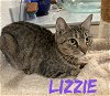 adoptable Cat in palm harbor, fl, FL named Lizzie