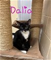 adoptable Cat in palm harbor, FL named Dalia
