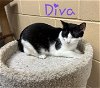 adoptable Cat in palm harbor, FL named Diva