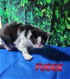 adoptable Cat in palm harbor, FL named Fudge