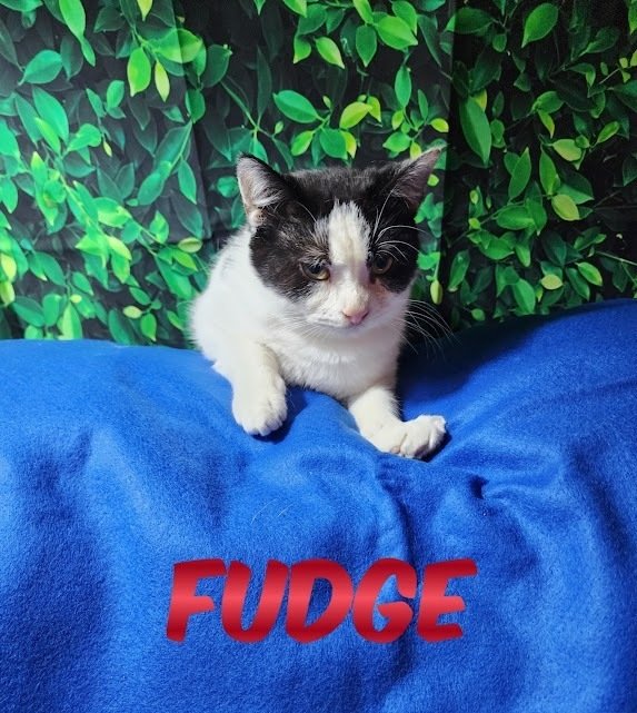 adoptable Cat in Palm Harbor, FL named Fudge