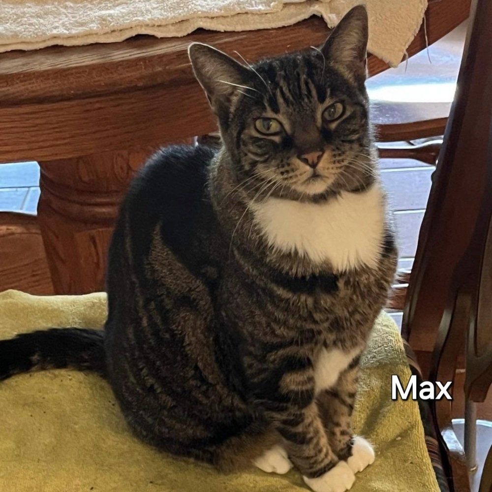 adoptable Cat in Palm Harbor, FL named Max