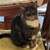 adoptable Cat in palm harbor, fl, FL named Max